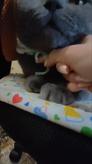 Новая повязка для моего кота Мартика! (ВЯЗАЛА Я САМА)