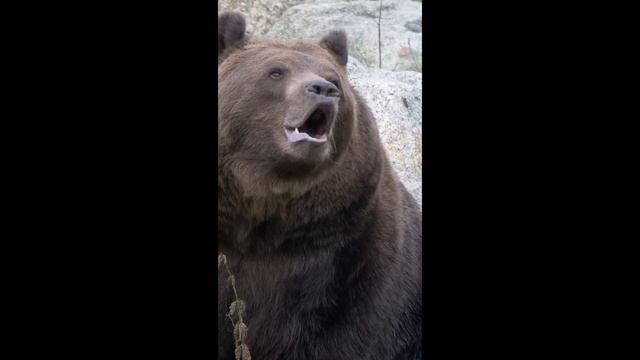 Как рычит бурый медведь - звук , рык медведя слушать смотреть онлайн
