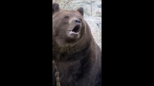 Животное  бурый медведь рычит - звук , рык медведя слушать