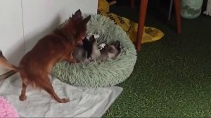 Кто забрался на мою лежанку?