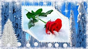 Розы в Зимнюю пору 1 от Киностудии Мудрого Кота Тимофея!