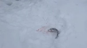 поимка форели на силикон