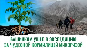 Зачем растениям нужна микориза Шокирующие результаты на руколе, томатах, перце и т.д.