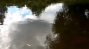 Плакучая ива. О.Коломейцева