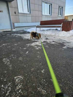 типичная прогулка