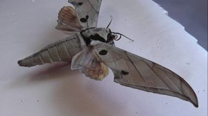 БРАЖНИКИ: 713. Ambulyx obliterata