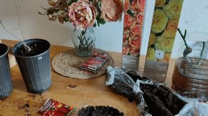 25.02.26/СРОЧНО нужен совет🤔что делать с саженцем хурмы/новые розы из коробки/клематисы и гортензия