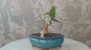 Фикус Ингенс. Часть 6