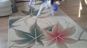 Annat учим Сэму делать команду обайди