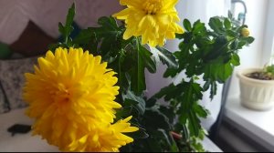 Хризантема домашняя. Уход за цветком
