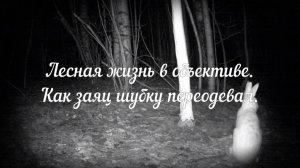 Как заяц шубку переодевал.