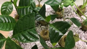 О погоде.Начала черенковать комнатные цветы