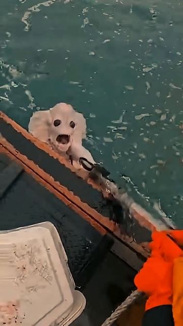 Морской монстр