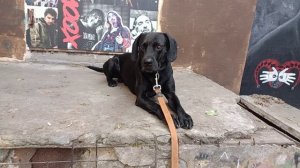 Castle Rock 🤘Король и Шут 🤴  Алиса 🎼 Жил Был Пёс 🐕 Моя Жизнь Кино 🎬 Музей Псов