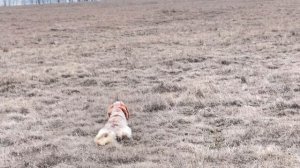 Норман. 25.02.26.