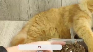 25 лет сажаю томаты таким способом; Рассада всегда низкая, здоровая и урожая в 2 раза больше