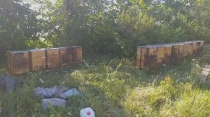 Пчёлки в шоке после перевозки. Спустились с гор на поле с гречкой.