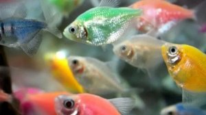 Песенки. РЫБКИ