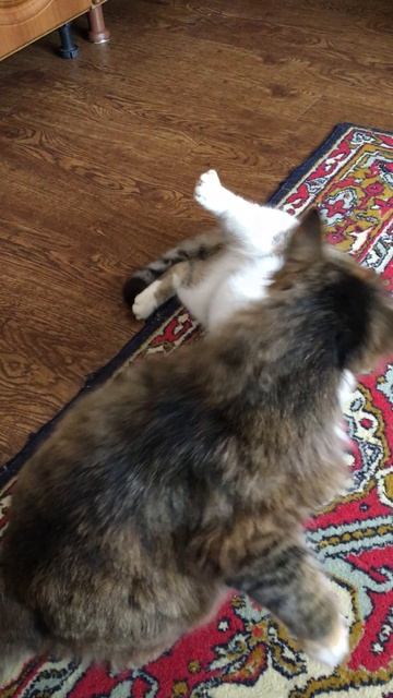 Кошечка Муся и кот Васька