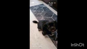 ДОМАШНИЕ АРТИСТЫ