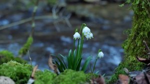 Ahmad Zahir. Agar bahaar biyaayad/Аҳмад Зоҳир. Агар баҳор биёяд (Archive cassete version)