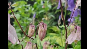 *Песня** Летние звоночки
на стихи Сергея Березовского
**Стиль:** Акустический бард, душевный мужско