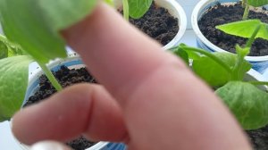 Что стало с рассадой,семена которые выросли в тыкве.