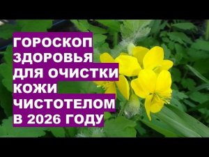 2026 ГОД: Гороскоп Здоровья для Очистки Кожи Чистотелом?!