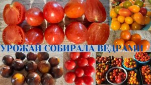 ПРЕДЛАГАЮ НАБОРЫ СЕМЯН не ДОРОГО / БОЛЬШОЙ ОБЗОР СЕМЯН / не УДЕРЖАЛАСЬ от ПОКУПОК