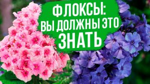 Как вырастить флоксы, которые будут цвести каждый год?