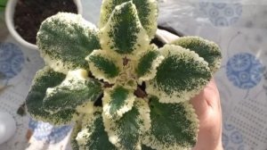 любимица натворила делов😱переукоренение фиалки🪴