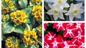 Еще один шанс! Новое растение для сада!