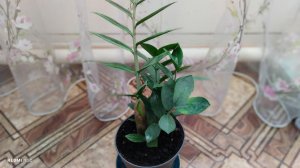 Пересадка долларового дерева