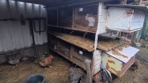 Спасаем птенца голубя.Наши будни .Жизнь на Кубани.