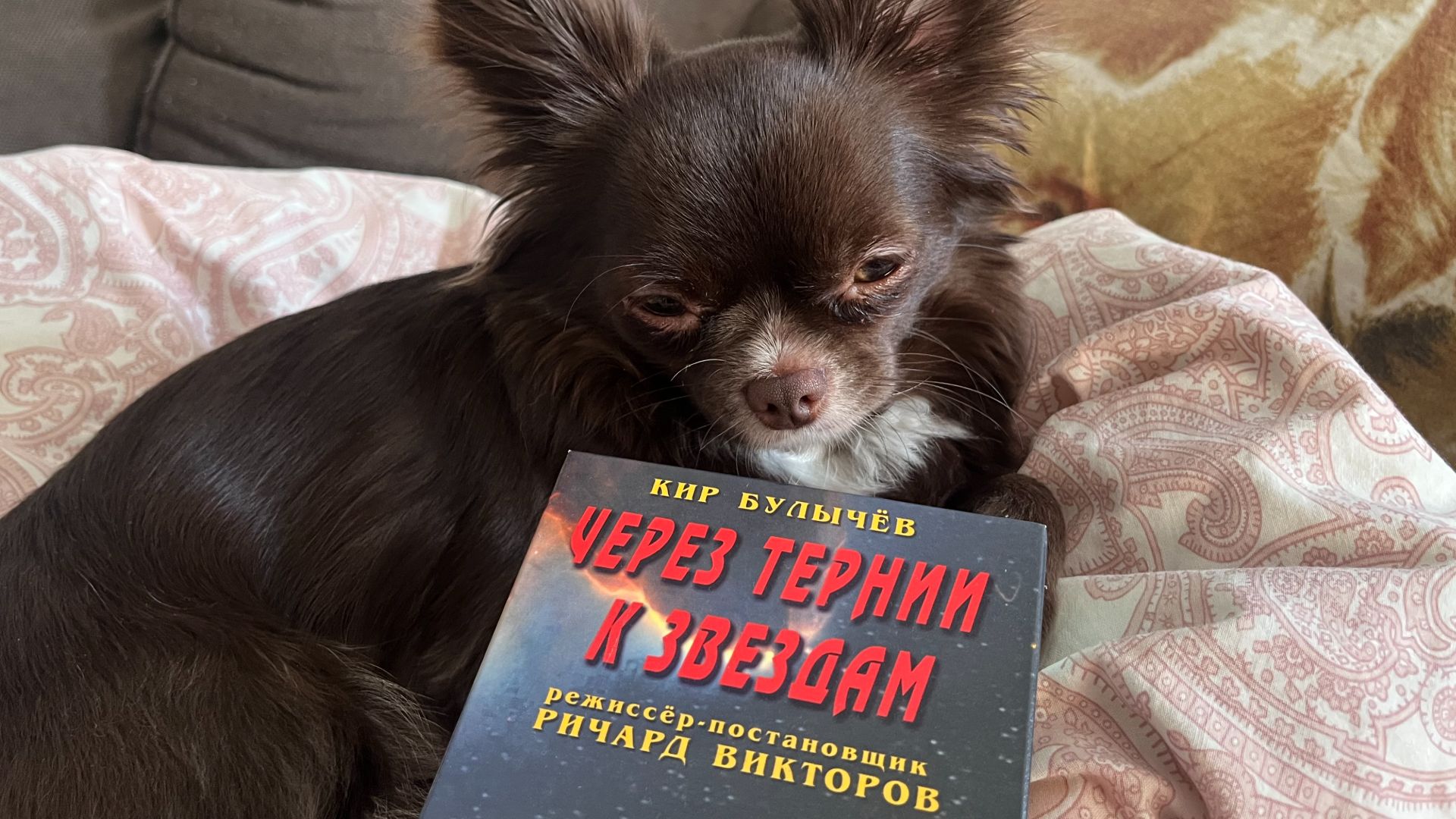 Обзор видеокассет. Две покупки на Авито!