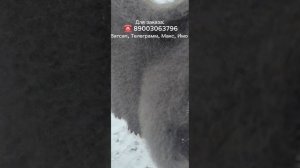 Скидочки на пуховые изделия, пуховый платок, пуховая шаль, пуховый плед, лечебные свойства, подарок