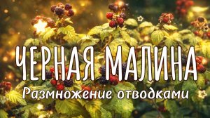 Размножение черной малины отводками