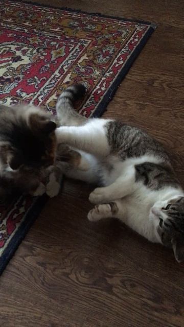 Кошечка Муся и кот Васька