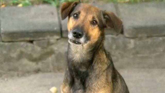 Нормально нельзя сказать? Киножурнал ″Ералаш″. СССР (1974) - Россия.