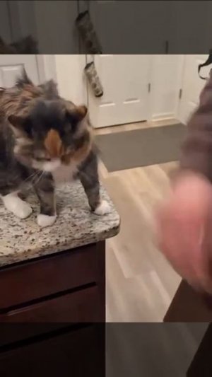 Гладь, давай!