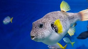 Красивые тропические рыбки