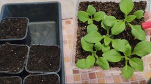 РАСПИКИРОВАЛА ПЕТУНИЮ.