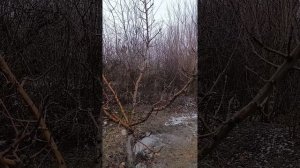 Все деревья обрезаются одинаково?