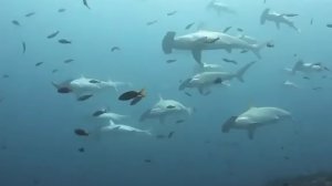 Тихий Океан.Пульс Тёмных Глубин