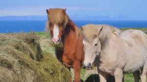 Лошади - интересные факты