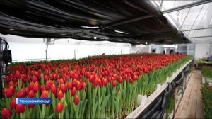 Тюменские тюльпаны поступили в продажу