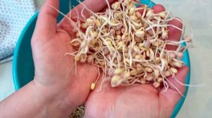 Как прорастить маш .