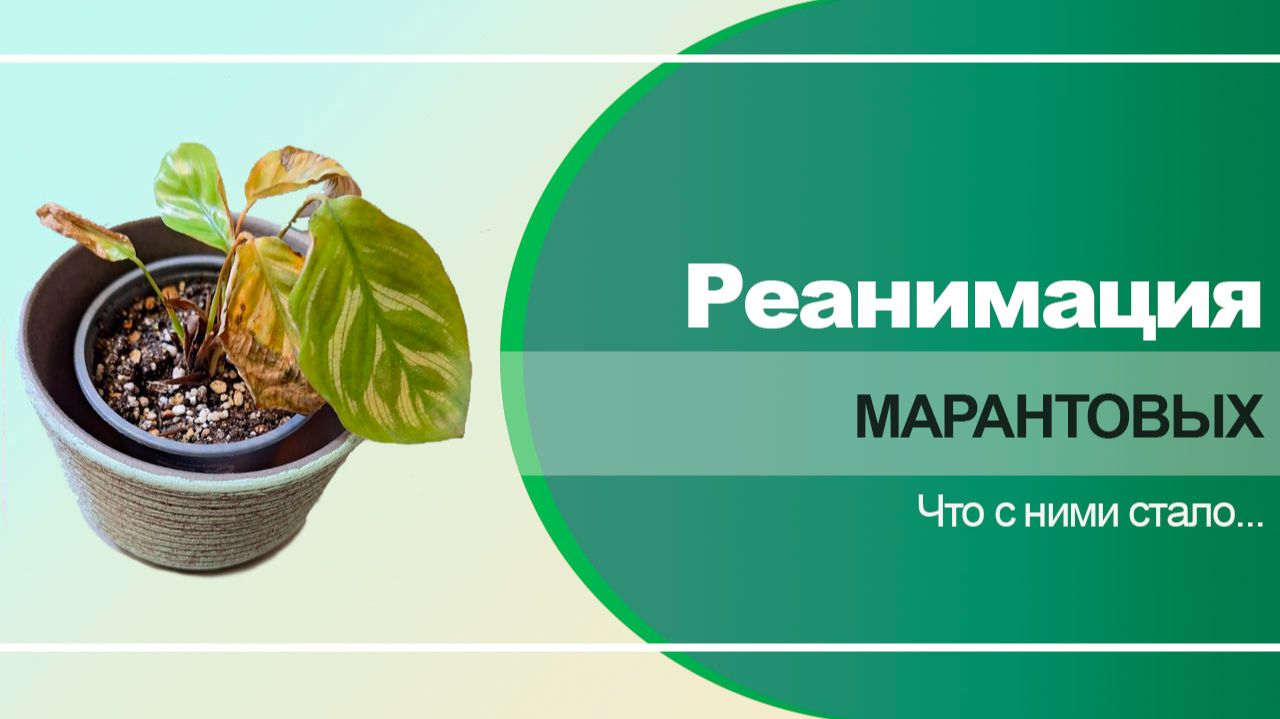 Марантовые. Как пережили пересадку калатеи и ктенанта. Реанимация марантовых.