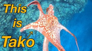 Подводная охота / Синий тунец, гигантский тревалли, гигантский кальмар, осьминог...