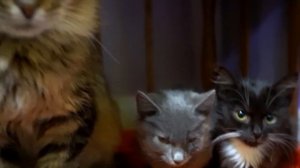 😻🎃 Встреча с новыми друзьями!